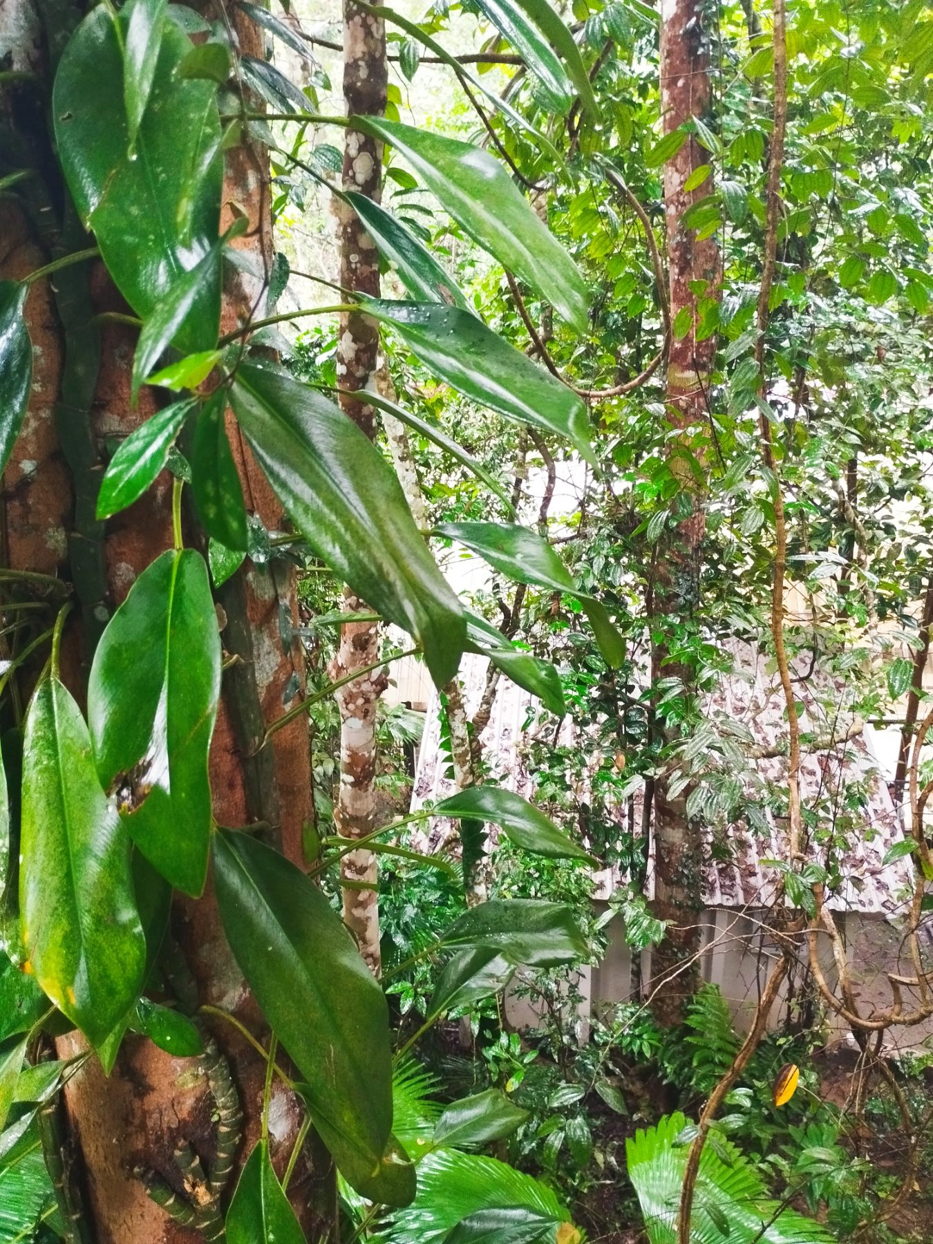 Lush forest canopy and broad leaves above the retreat
